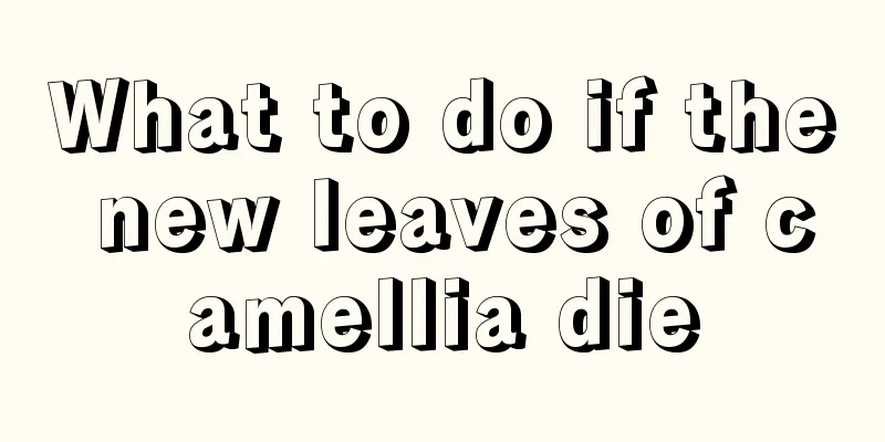 What to do if the new leaves of camellia die