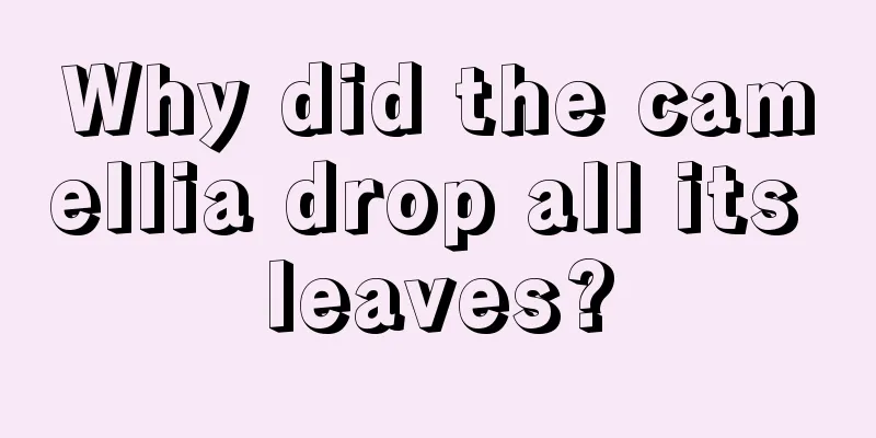 Why did the camellia drop all its leaves?