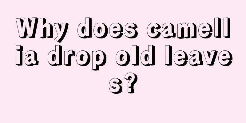 Why does camellia drop old leaves?