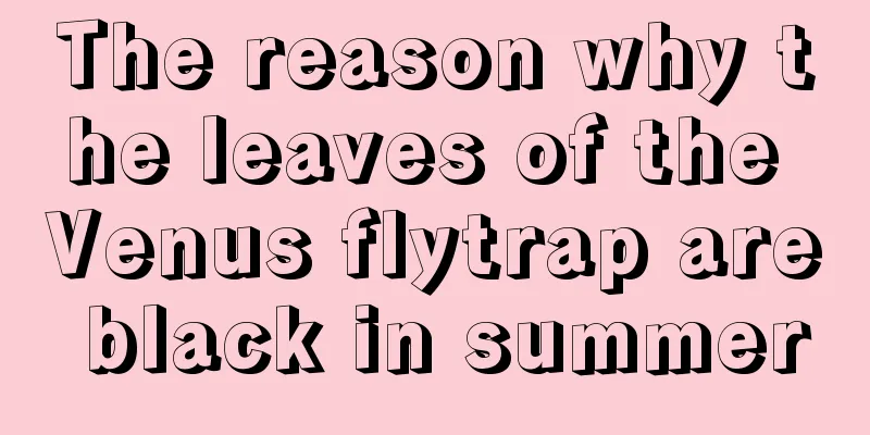 The reason why the leaves of the Venus flytrap are black in summer