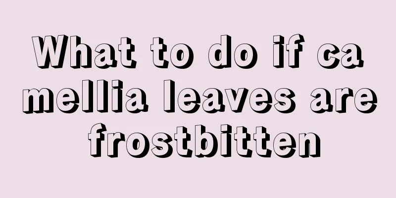 What to do if camellia leaves are frostbitten