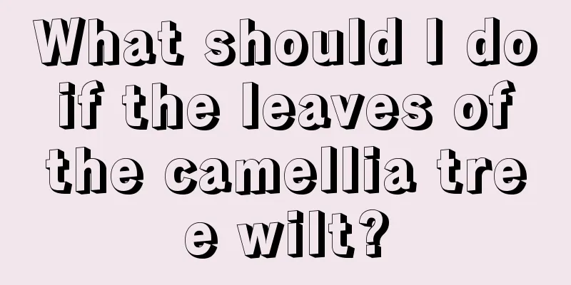 What should I do if the leaves of the camellia tree wilt?