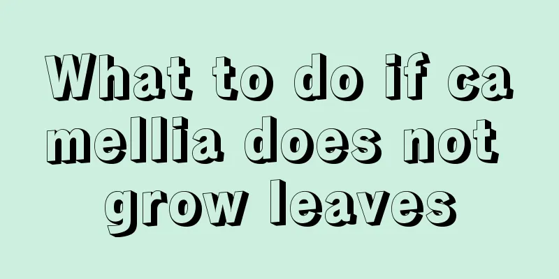 What to do if camellia does not grow leaves