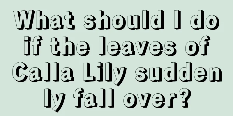 What should I do if the leaves of Calla Lily suddenly fall over?