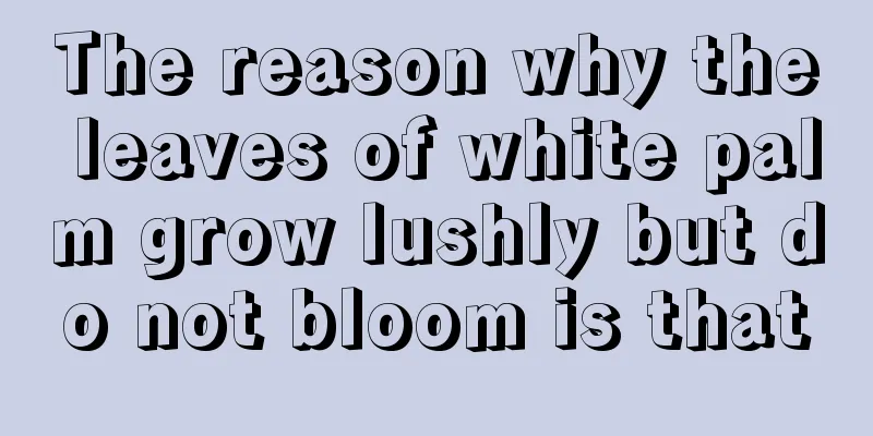 The reason why the leaves of white palm grow lushly but do not bloom is that