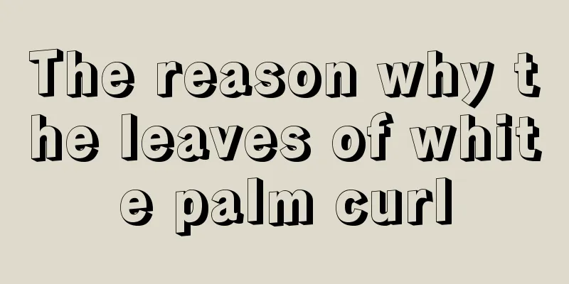 The reason why the leaves of white palm curl