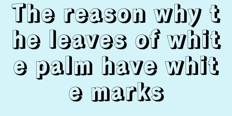 The reason why the leaves of white palm have white marks