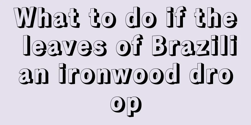 What to do if the leaves of Brazilian ironwood droop