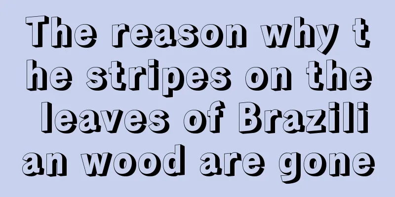 The reason why the stripes on the leaves of Brazilian wood are gone