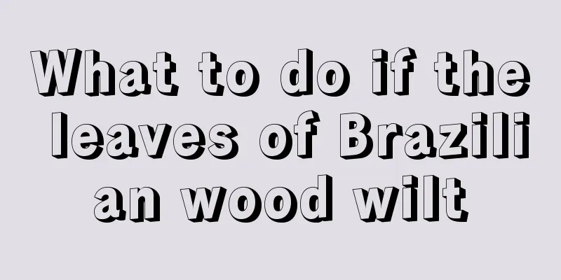 What to do if the leaves of Brazilian wood wilt