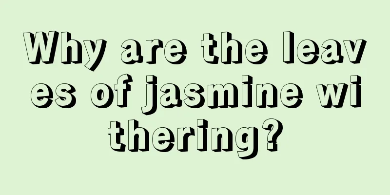 Why are the leaves of jasmine withering?