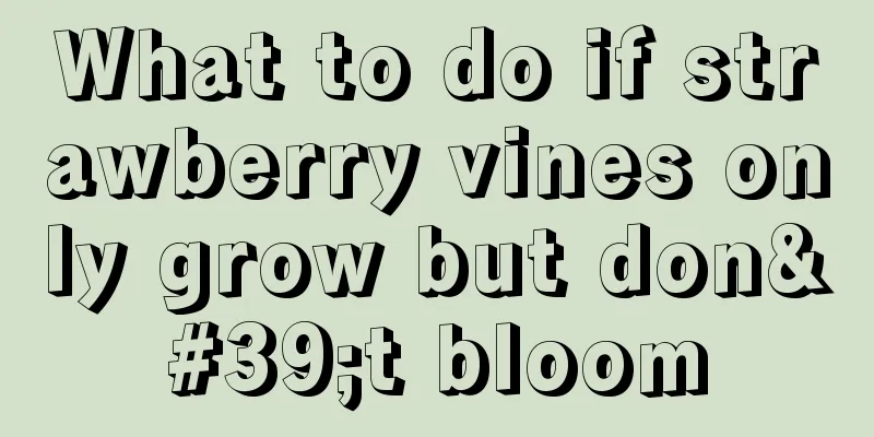 What to do if strawberry vines only grow but don't bloom