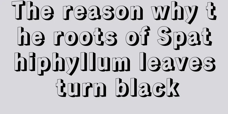 The reason why the roots of Spathiphyllum leaves turn black