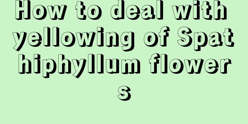 How to deal with yellowing of Spathiphyllum flowers