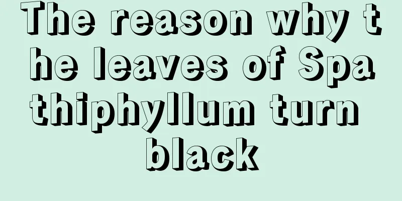 The reason why the leaves of Spathiphyllum turn black