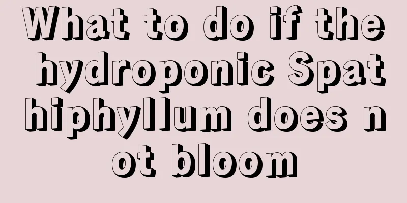 What to do if the hydroponic Spathiphyllum does not bloom