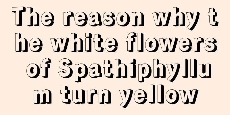 The reason why the white flowers of Spathiphyllum turn yellow