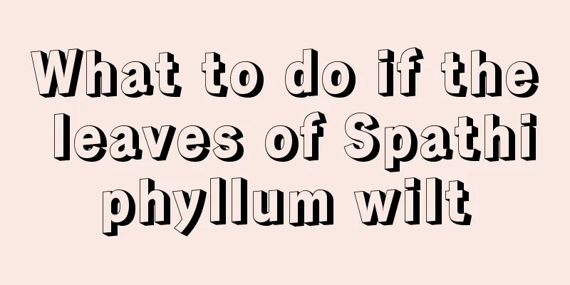 What to do if the leaves of Spathiphyllum wilt