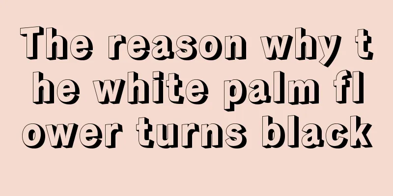 The reason why the white palm flower turns black