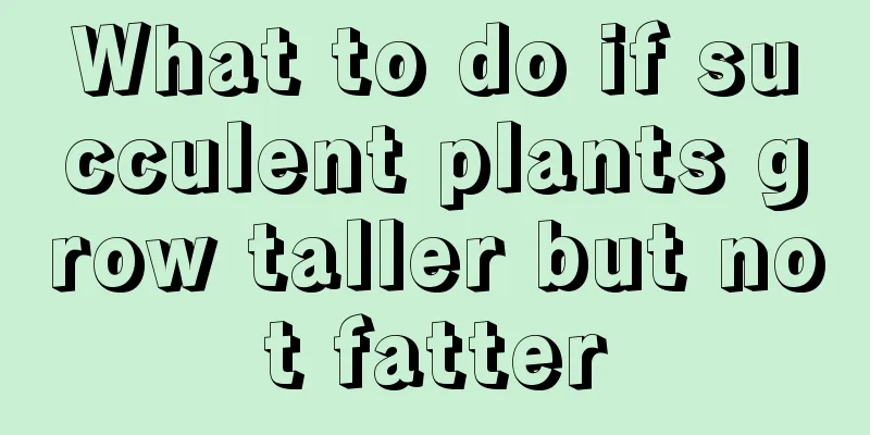 What to do if succulent plants grow taller but not fatter