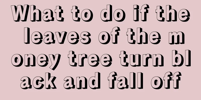 What to do if the leaves of the money tree turn black and fall off