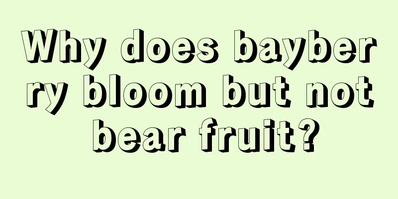 Why does bayberry bloom but not bear fruit?