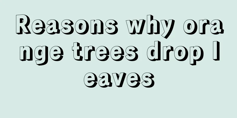 Reasons why orange trees drop leaves