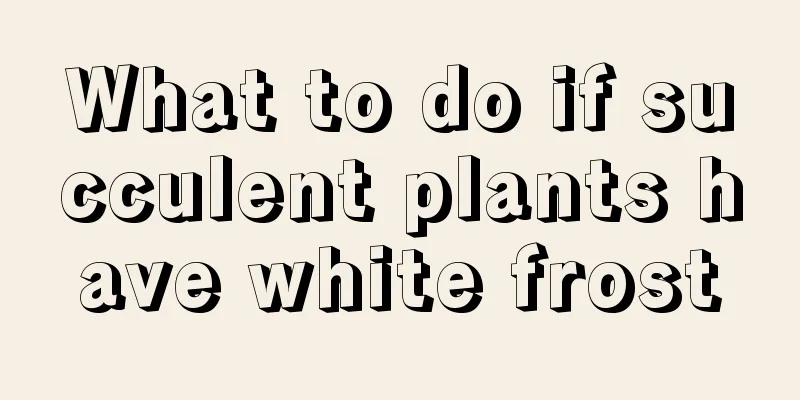 What to do if succulent plants have white frost