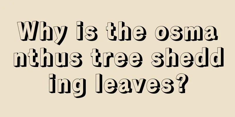 Why is the osmanthus tree shedding leaves?