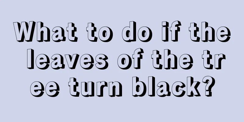 What to do if the leaves of the tree turn black?