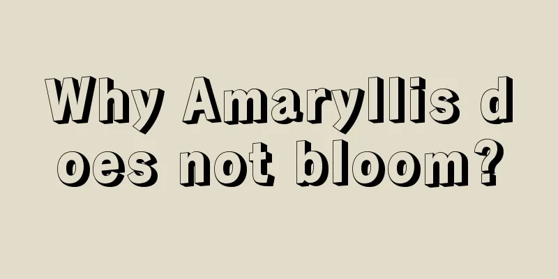 Why Amaryllis does not bloom?