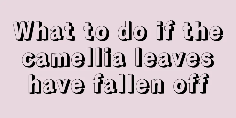 What to do if the camellia leaves have fallen off