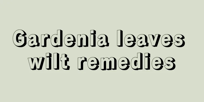 Gardenia leaves wilt remedies