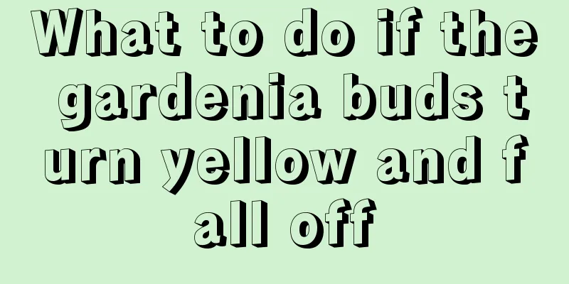 What to do if the gardenia buds turn yellow and fall off