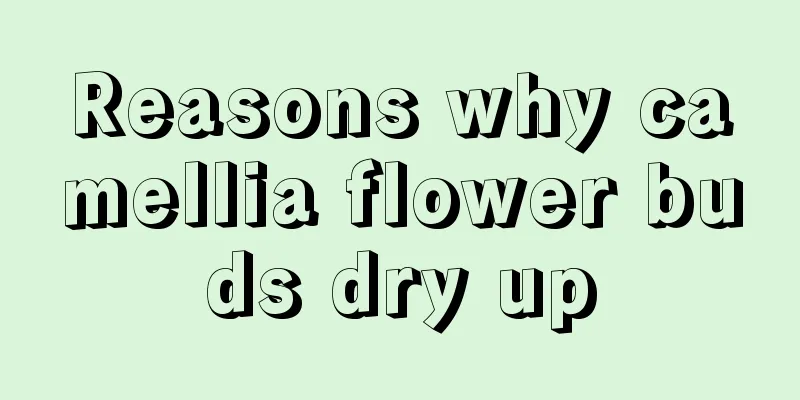 Reasons why camellia flower buds dry up