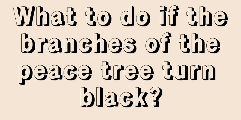 What to do if the branches of the peace tree turn black?