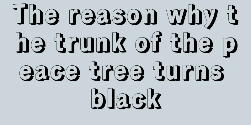 The reason why the trunk of the peace tree turns black