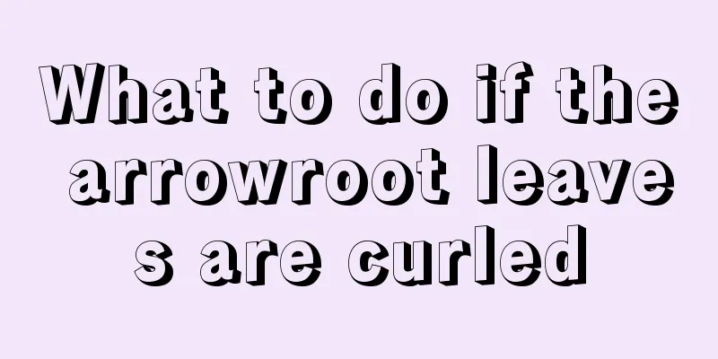 What to do if the arrowroot leaves are curled