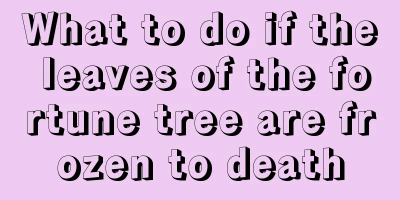 What to do if the leaves of the fortune tree are frozen to death