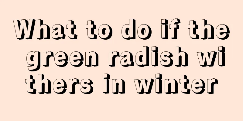 What to do if the green radish withers in winter