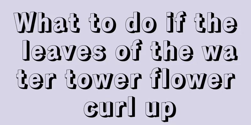 What to do if the leaves of the water tower flower curl up