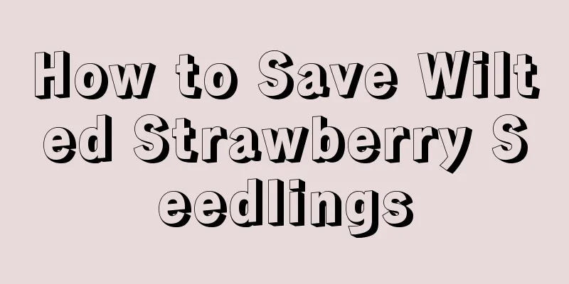 How to Save Wilted Strawberry Seedlings