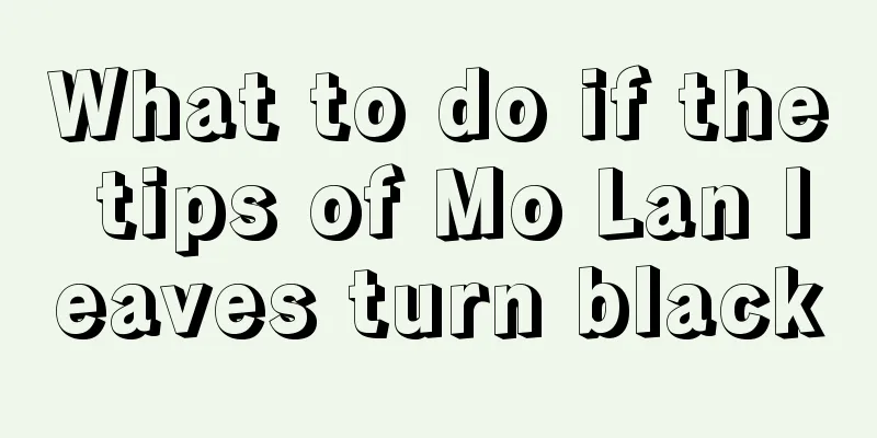 What to do if the tips of Mo Lan leaves turn black