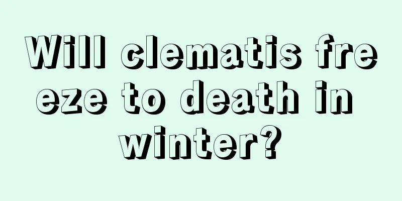 Will clematis freeze to death in winter?