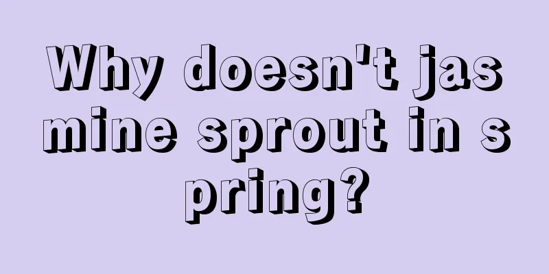 Why doesn't jasmine sprout in spring?