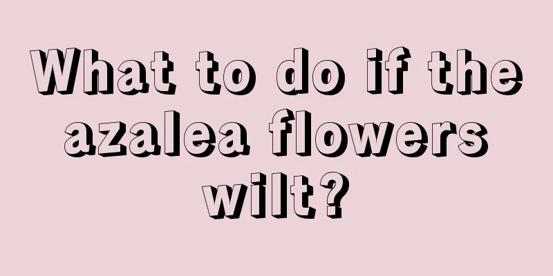 What to do if the azalea flowers wilt?