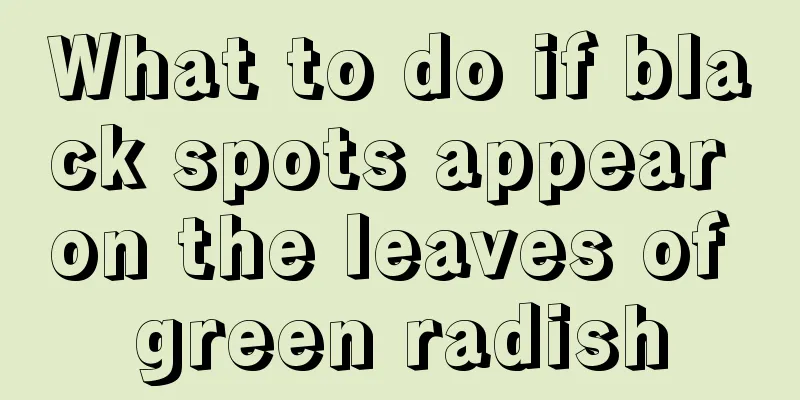 What to do if black spots appear on the leaves of green radish