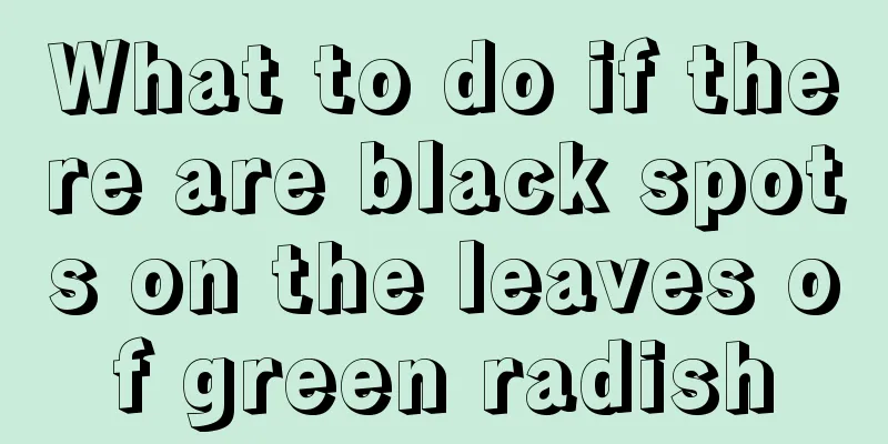 What to do if there are black spots on the leaves of green radish