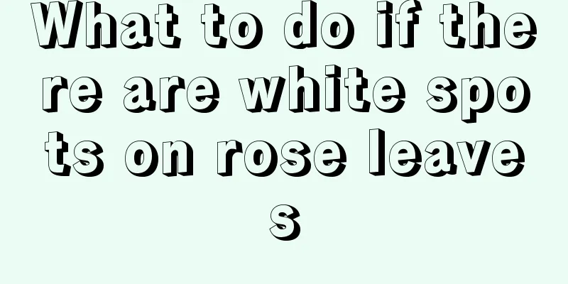 What to do if there are white spots on rose leaves