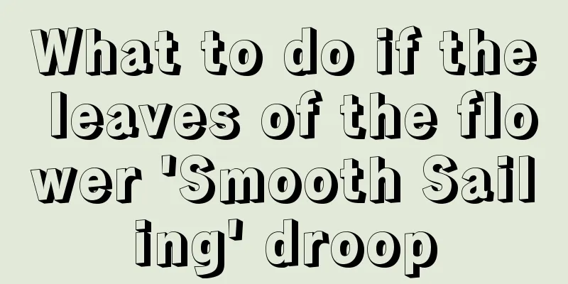 What to do if the leaves of the flower 'Smooth Sailing' droop